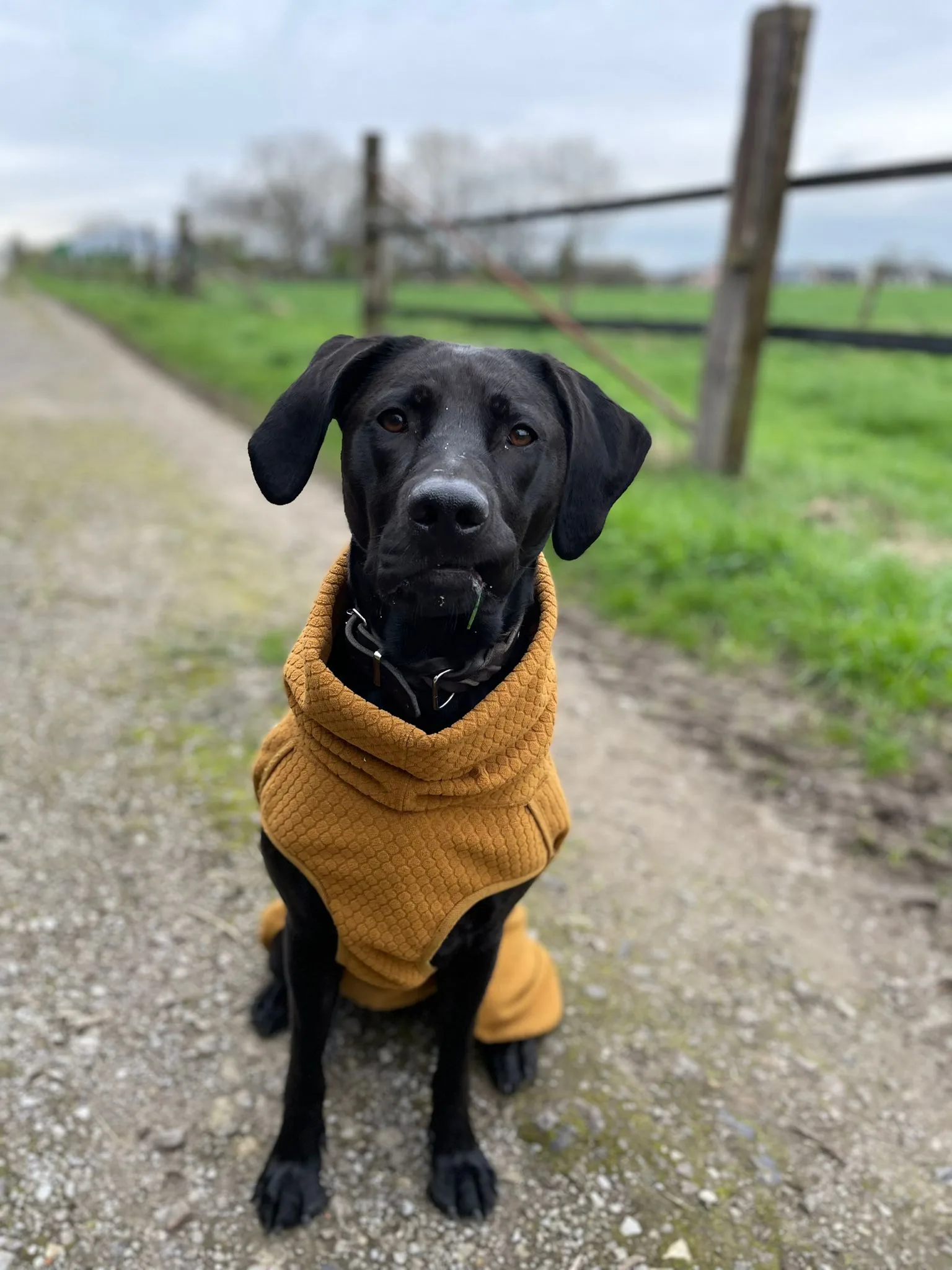 Meela