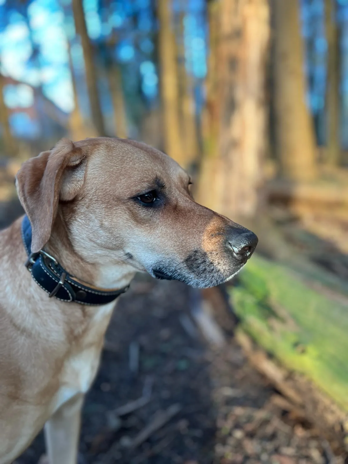 Milow